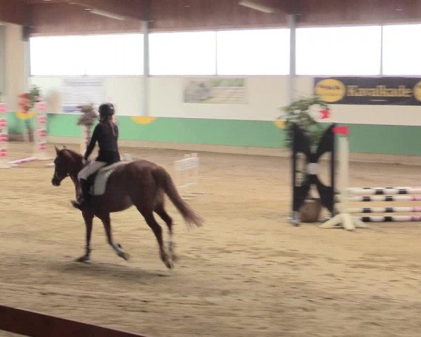 Reitturnier Warendorf-Freckenhorst 2016