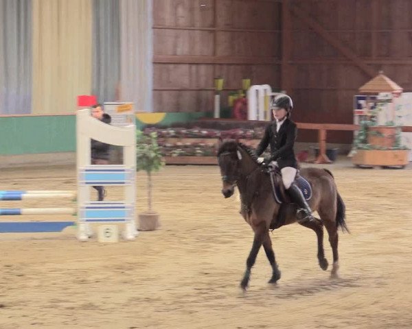Reitturnier Warendorf-Freckenhorst 2016