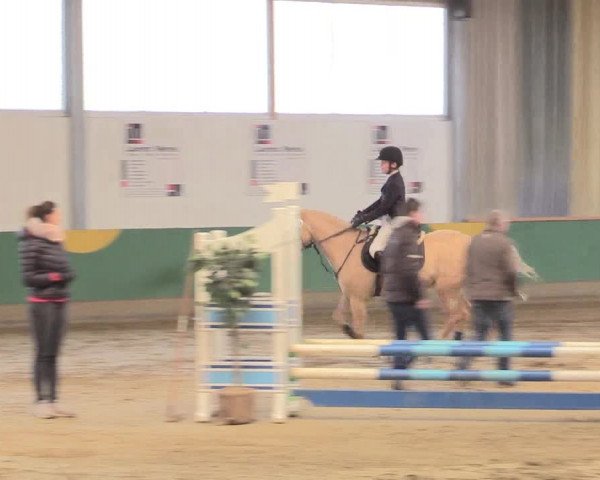 Reitturnier Warendorf-Freckenhorst 2016