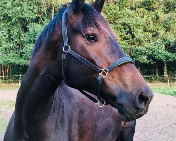 horse Vancouver Island W (Hanoverian, 2014, from Viscount 22)