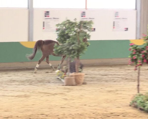 Reitturnier Warendorf-Freckenhorst 2016