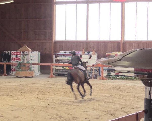 Reitturnier Warendorf-Freckenhorst 2016