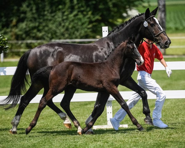 Pferd Crackerjack CH (Schweizer Warmblut, 2020, von Cachacco Blue)