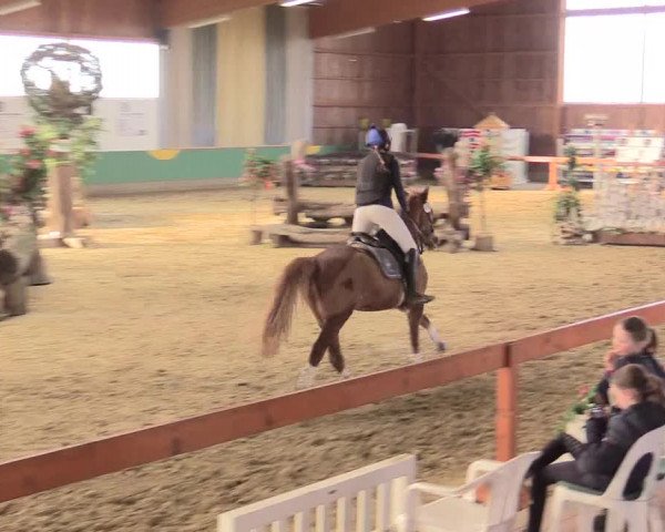 Reitturnier Warendorf-Freckenhorst 2016