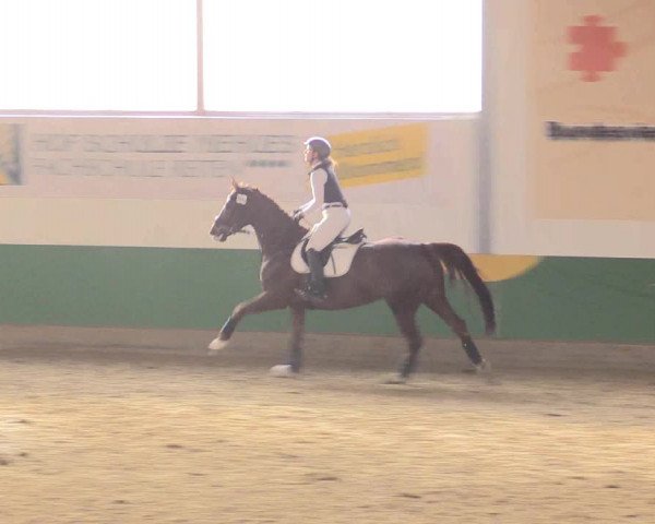 Reitturnier Warendorf-Freckenhorst 2016
