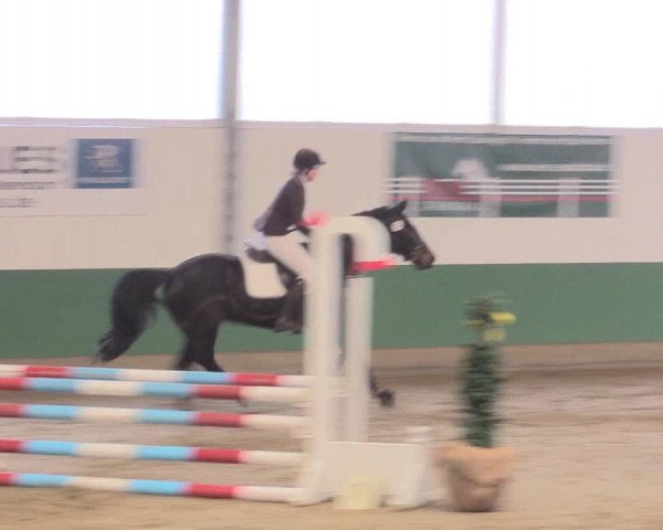 Reitturnier Warendorf-Freckenhorst 2016