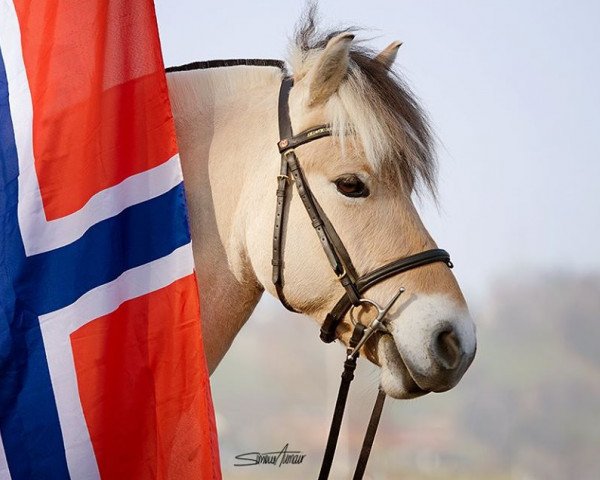 dressage horse Filou (Fjord Horse, 2009, from Dylan)