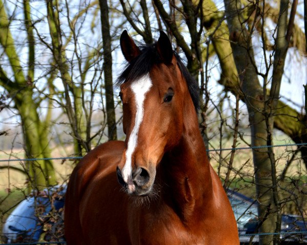 horse Rheicon (Holsteiner, 2000, from Rheinsberg)