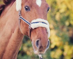 jumper Starost II (Hanoverian, 2000, from Stakkato)