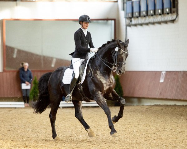 dressage horse Don Welfino (Hanoverian, 2006, from Don Frederico)