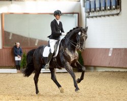 Dressurpferd Don Welfino (Hannoveraner, 2006, von Don Frederico)