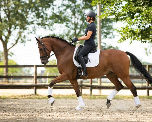 broodmare Serano's Goldschatz (Oldenburg, 2009, from Serano Gold)