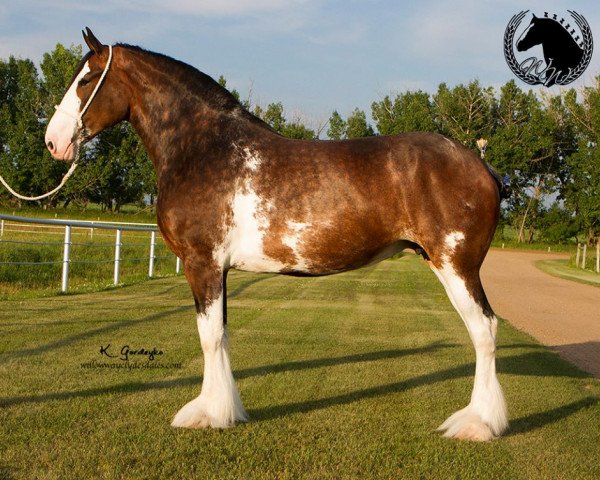 broodmare Faydar Lexi (Clydesdale, 2010, from Cranbrook Joe Black) broodmare Faydar Lexi (Clydesdale, 2010, from Cranbrook Joe Black)