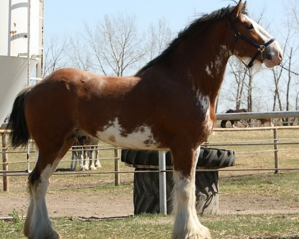 stallion Willow Way Horton (Clydesdale, 2007, from Thistle Ridge Eaton Venture)