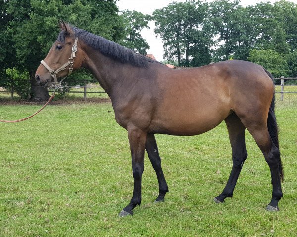 broodmare Cholula of Frielingen (Zangersheide riding horse, 2017, from Canoso)