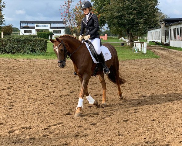dressage horse Howard 9 (German Riding Pony, 2005, from Crown Hartbreaker)