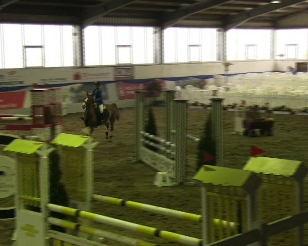 Hallenspringturnier Münster-Albachten 2016