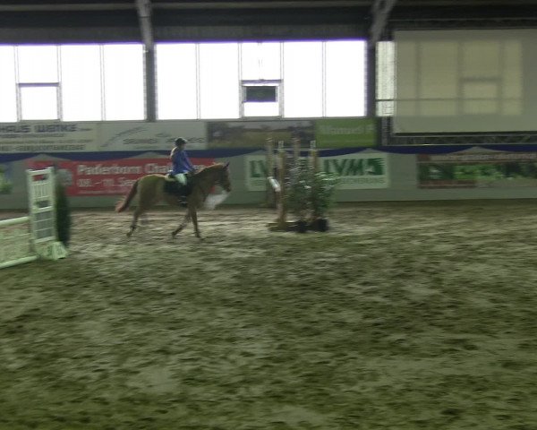 Hallenspringturnier Münster-Albachten 2016