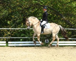 dressage horse Radar Fjordlyst (Fjord Horse, 2000, from Ørjar N.2623)