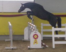 Springpferd Duplo (Deutsches Sportpferd, 2016, von Tailormade's Diarado's Boy 256 FIN)