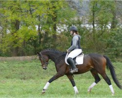 Pferd Glücksbote (Trakehner, 2016, von Goldschmidt)