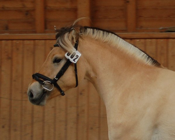 horse Dilara (Fjord Horse, 2017, from Silvio Skjöldson)