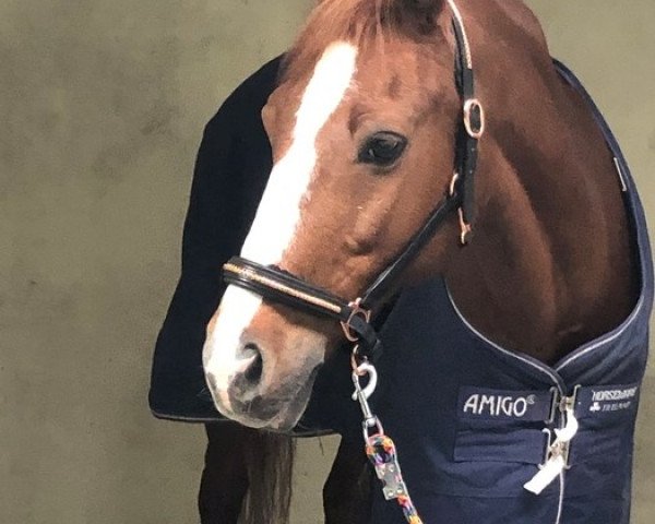 stallion Double-Inn (JF) (Westphalian, 2002, from Danny Gold)