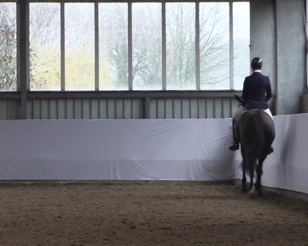 17. Grevener - Dressurtage 2016