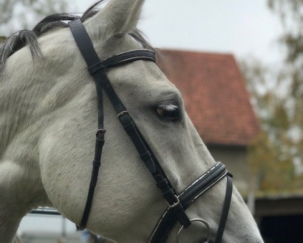 broodmare Carlotta (Westphalian, 2011, from Camax L)