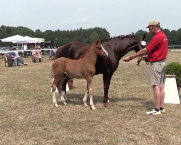 Deckhengst Pinocchio's Prince (Deutsches Reitpony, 2017, von Pinocchio S.w.)