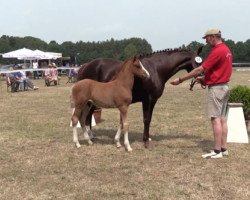 stallion Pinocchio's Prince (German Riding Pony, 2017, from Pinocchio S.w.)