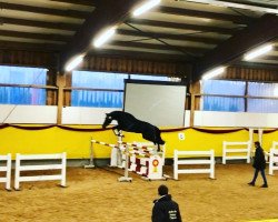 Pferd Checkmate (Holsteiner, 2015, von Catoo)