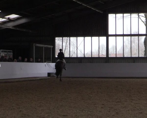 17. Grevener - Dressurtage 2016