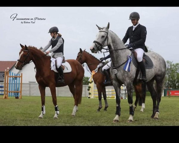 Zuchtstute camelita m (Deutsches Sportpferd, 2014, von Calidrio)
