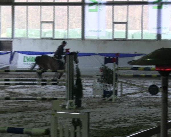 Hallenspringturnier Münster-Albachten 2016