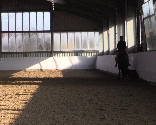 17. Grevener - Dressurtage 2016