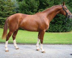 dressage horse Deja-vu Krümel (Hanoverian, 2007, from Dancier)