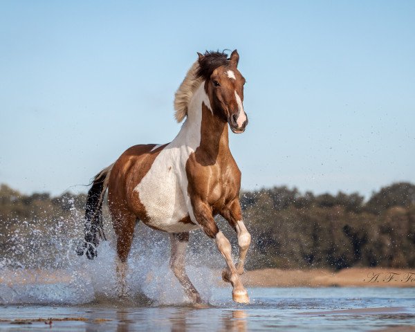 broodmare Aiyana (German Riding Pony, 2012, from Munser) broodmare Aiyana (German Riding Pony, 2012, from Munser)