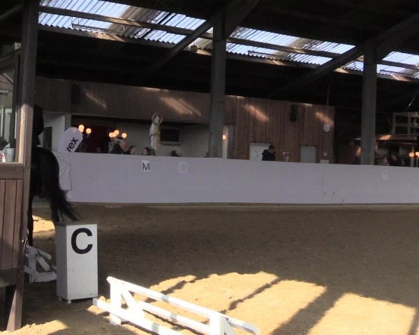 17. Grevener - Dressurtage 2016