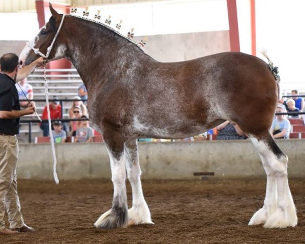 Zuchtstute Briarwood's Miss Ginger (Clydesdale, 2014, von Coughlin's Duke)