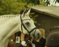 dressage horse Gambler 62 (German Riding Pony, 2007, from FS Golden Highlight)