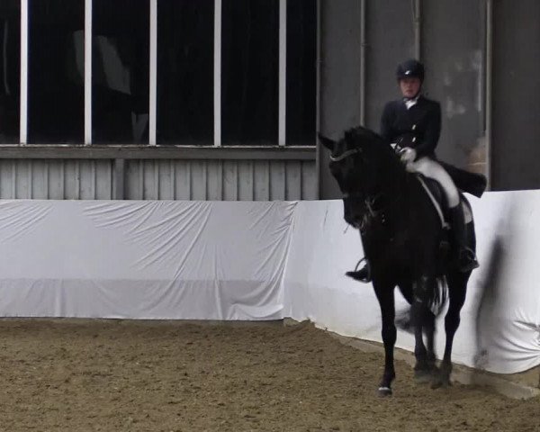17. Grevener - Dressurtage 2016