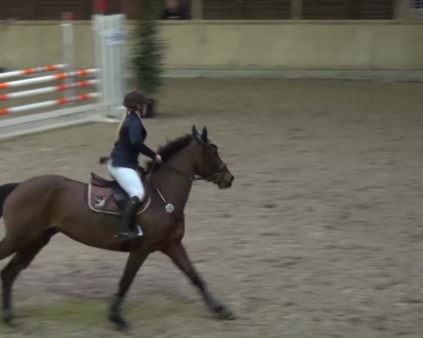 Reitturnier Heidelberg-Kirchheim 2016