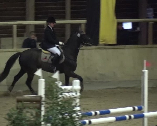 Reitturnier Heidelberg-Kirchheim 2016