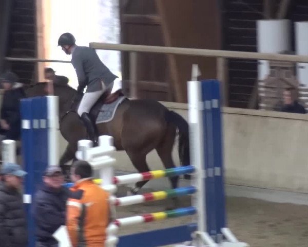 Reitturnier Heidelberg-Kirchheim 2016