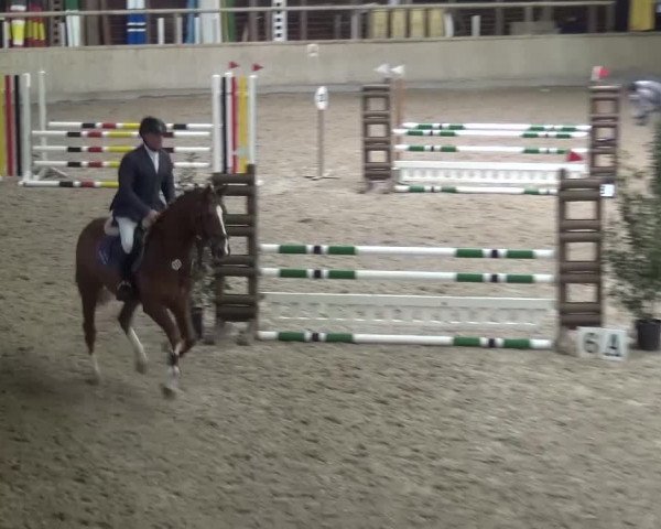 Reitturnier Heidelberg-Kirchheim 2016