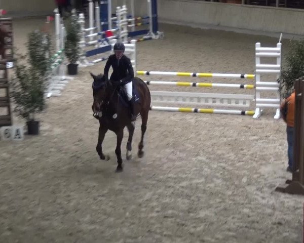 Reitturnier Heidelberg-Kirchheim 2016