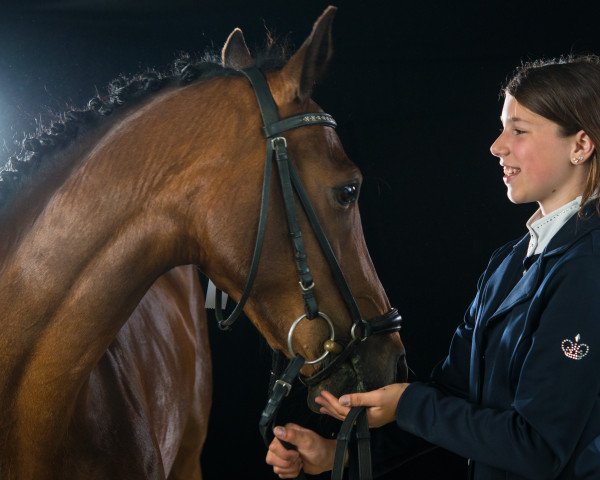 dressage horse Diana 1136 (German Riding Pony, 2008, from Durello)