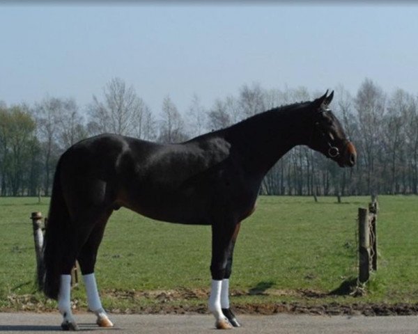 horse Day Dreamer (Westphalian, 2006, from Dream On)