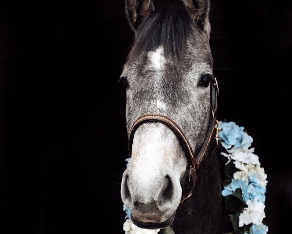 Springpferd Abby Present (Westfale, 2017, von A La Carte NRW)